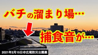 【広尾交通公園裏で釣り】旧江戸川と新中川の分岐点…バチ抜けの時合いは潮が動き出してから〇〇分だった…《2021年2月15日》