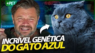 EXISTE BRITISH SHORTHAIR COM PELAGEM AZUL! | RICHARD RASMUSSEN