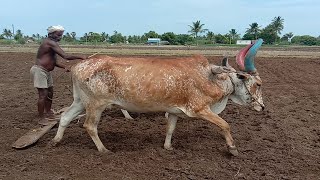 Bullock # Bullock plowing vedio # Old Technique method To Develop Agriculture