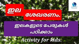 ഇല ശേഖരണം.Leaf names in malayalam. Activity for kids