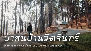 Ban Wat Chan Pine Forest Kanlayaniwattana District, Chiang Mai Province