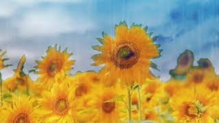 [背景フリー素材]   雨のひまわり🌻