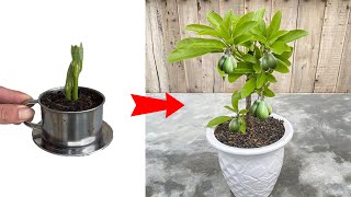 UNIQUE method using Coffee as a stimulant to help avocado trees grow super fast