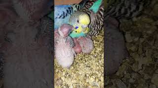 Mashallah breeding pr.... #birds #lovebirds #cockatiel #pigeon #birds #parrot #birdslover #breeding