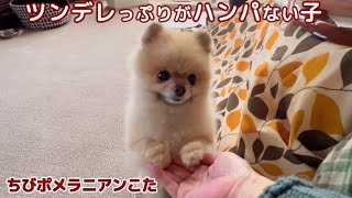 ツンツンが【おもかわいい😍】ちびポメラニアン