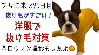 【子犬日常】抜け毛対策！マンダリンブラザーズのスキンタイトスーツを買いました！ハロウィン撮影もしたよ！bostonterrier