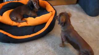 Dachshund Cita and her daughter Aischa.mpg