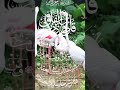 surahfalaq quranrecitation quranlover