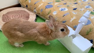 Brushing and grooming a rabbit