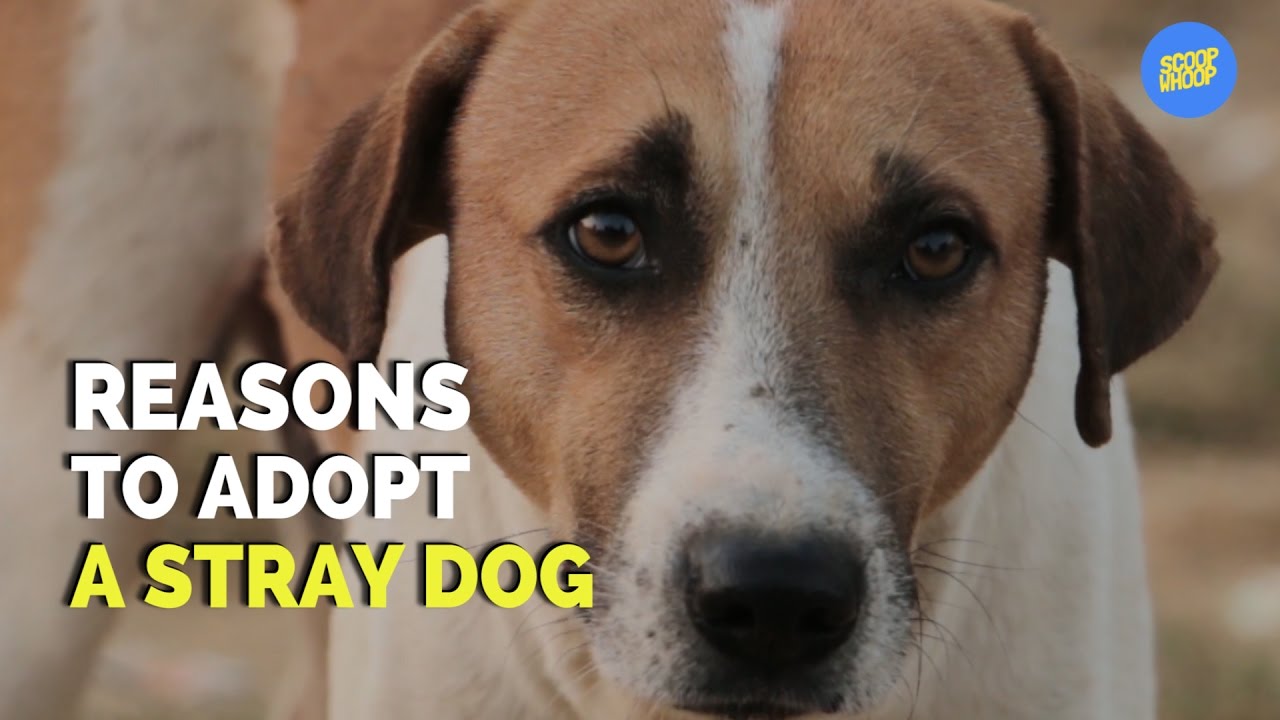 ScoopWhoop: Reasons To Adopt A Stray Dog - YouTube