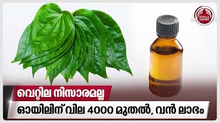 വെറ്റില നിസാരമല്ല, ഓയിലിന് വില 4000 മുതല്‍, വന്‍ ലാഭം | Tirur Vettila | Betel Leaf Oil