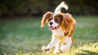 Cavalier King Charles Spaniel Coat Colors and Patterns