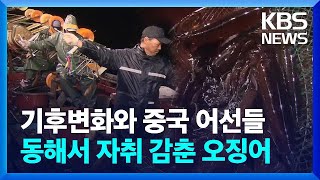 그 많던 오징어 어디로?…방어가 1위 [뉴스in뉴스]  / KBS  2023.12.26.