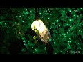 Toucan Jungle Light Nights Magic Forest Ouwehands Dierenpark 2022