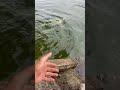 行くぜ！ジョイクロラチェット！キャストをミスったのにまさかの😵‍💫 バス釣り bassfishing ビッグベイト ガンクラフト