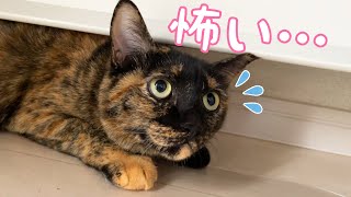 来客を怖がって警戒しすぎるサビ猫モモちゃん