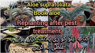 book aloe suprafoliata replanting after pest treatment/ dying aloe mistakes //Grow green 445