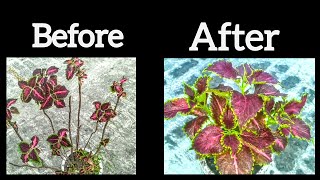 342:- Coleus Plant / कोलियस का पौधा / Colorful Plant Coleus / कोलियस का रंगबिरंगा पौधा / Colius