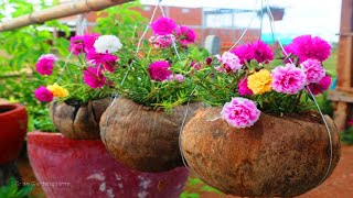 How to Grow Flower in Coconut |Grow Garden Home| grow more ross