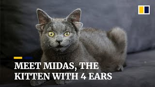 Kitten with four ears becomes internet sensation