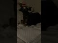 Doberman Caught on Bed #doberman #dog