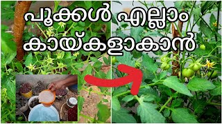 പൂക്കൾ എല്ലാം കായ്കളാകാൻ|Tomato cultivation|