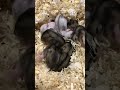 赤ちゃんハムスター　生後10日　baby hamster 10 days after birth