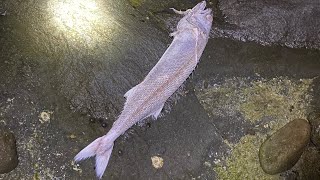 【ガサガサ】海でカラフル熱帯魚死滅回遊魚を探してたらあのおむつが必要になる深海魚打ち上がってた