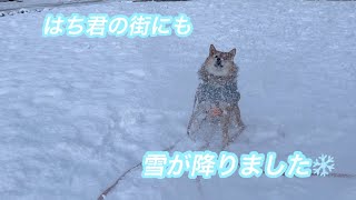 函館にも雪が降ったどー❄️