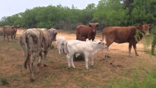 Beefmaster cross cows Brahman Calves and the yearlings heifers out of these cows!