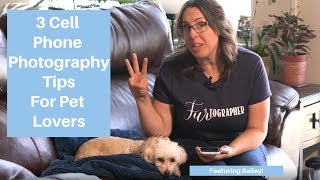 Cell Phone Photography Tips for Pet Lovers