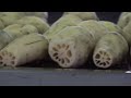 how japanese harvesting millions of lotus roots lotus root processing factory