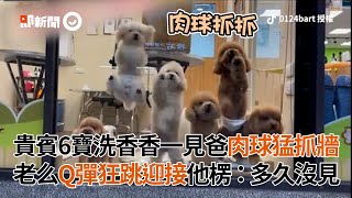 6隻貴賓寶寶洗香香✨一見爸爸全體肉球猛抓牆｜寵物動物｜狗｜美容院｜精選影片