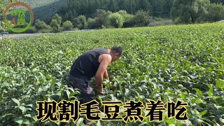 地里毛豆能吃了，割一些去丈母娘家，结果给做了一大桌子好吃的