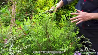 园长介绍4月盛开的花灌木及喷雪花的修剪【小时间，大园艺】