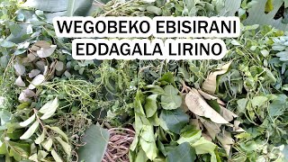 Wejjeko Ebisirani Eddagala Lirino Funa Emikisa Naaba Eddagala Linno Ekyogo Kyabakulu