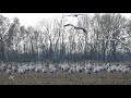 vogelschreck böller scheucht kraniche auf