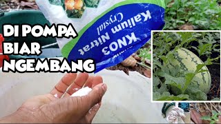 Pemula Belajar Berkebun Semangka || Pemupukan Terakhir Pada Semangka Sebelum Panen