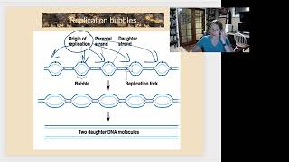 Replication bubbles
