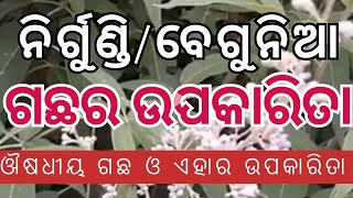 ନିର୍ଗୁଣ୍ଡି ଗଛ।। निर्गुण्डी के फायदे ।। बेगुनिया पौधा ।। ବେଗୁନିଆ ଗଛ।। Vitex negundo Nirgundi ।।