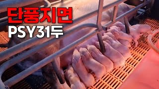 [AT면역사료] 단풍지면 PSY 31두