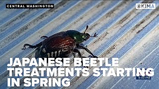 Japanese Beetle Treatments to Start this Spring