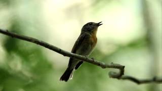 海南藍仙鶲 Hainan Blue Flycatcher (Female)