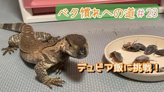 コオロギは嫌！デュビアなら食べる【アフリカンロックモニター】Varanus albigularis microstictu