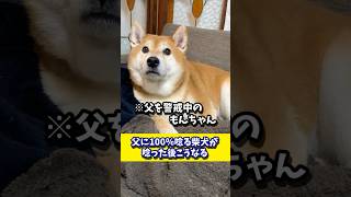 父に100%唸る柴犬が唸った後こうなる・・・ #shibadog #柴犬 #sibainu  #犬のいる生活 #shorts