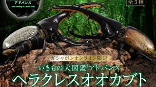 『ヘラクレスオオカブト』いきもの大図鑑アドバンス   『ディスプレイスタンドセット』コンプリート開封動画 ガシャポン ガシャガシャ