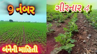 9 નંબર મગફળી અને ગીરનાર 4 વીસે માહિતી (નિલેશ કારાવદરા 9574043446 )