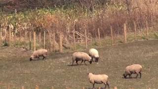 山頂散策　秋の丸加高原