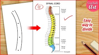 How to Draw Spinal Cord Diagram Drawing / Human spine anatomy drawing / Easy step by step