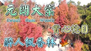 【航拍】大棠紅葉🍁楓香林🍁三鑽石｜醉人美景．賞心悅目｜20年紅葉情報｜千島湖清景台｜大欖郊野公園｜